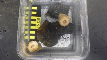 Media type: image;   Invertebrate Zoology 153104 Description: live specimen;